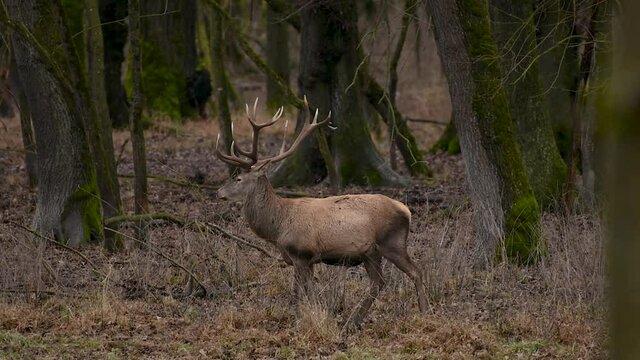 Red deer in the natural environment, wild animal, close up.