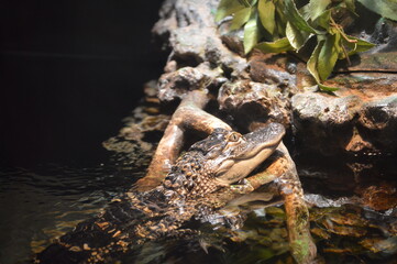Alligator in the water