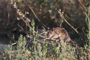 Ave river rat