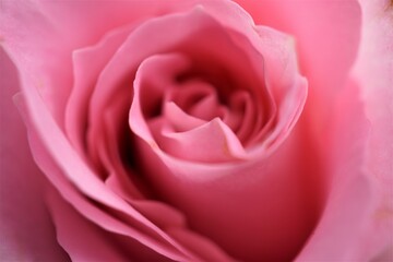 Fototapeta na wymiar Makroaufnahme einer rosa Rose