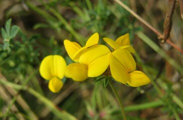 Yellow lotus corniculatus flowers in the meadow, closeup