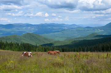 Fototapeta na wymiar Horses graze in a high-land pasture against the background of the Carpathian mountains in the summer.