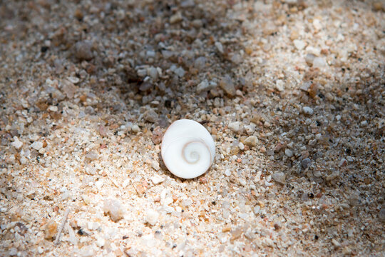 Spiralf&ouml;rmiges Auge von Shiva an einem Strand in Thailand