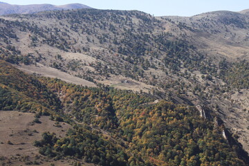 autumn in forest