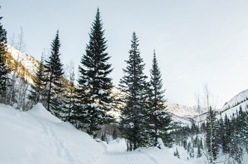 Fototapeta na wymiar Winter in a snowy forest