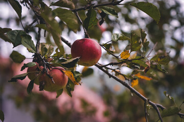 Malus pumila organic food. red apples in the orchard. autumn harvest season