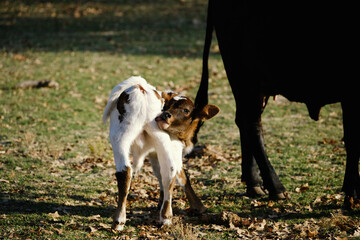 Naklejka na ściany i meble Funny baby cow scratching an itch in farm field.