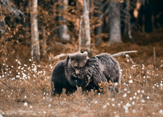 One young brown bear hugs and comforts another bear at edge of forest in Eastern Finland on summer evening.