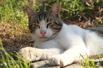 Naklejka na ściany i meble street cat enjoying the sun