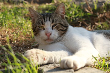Naklejka na ściany i meble street cat enjoying the sun
