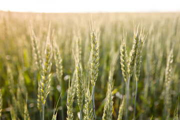 Ripening ears of wheat in Sunny weather in summer.