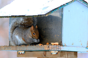 un écureuil gris mange des graines dans une mangeoire d'oiseau en hiver