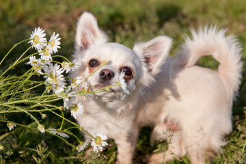 Chihuahua dog sniffs field daisies in the meadow in the summer. White Chihuahua dog.