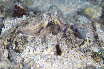 Crab camouflaging with sandy bottom