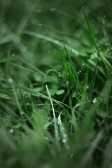 Fototapeta na wymiar Fresh morning dew at dawn. Close-up with natural soft focus of green blades of grass with transparent water drops in the meadow. Panoramic spring nature background. Bokeh lens photography