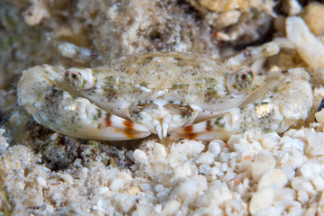 Crab camouflaging with sandy bottom