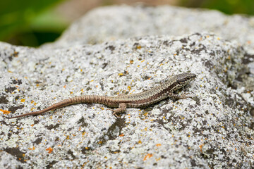 Common wall lizard sunbathing (Podarcis Muralis)