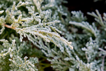 Rime on the green bush. Selective focus.