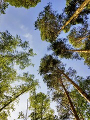 Tree tops against blue sky.