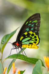 Tailed jay butterfly close up