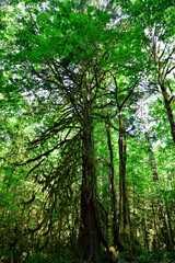 Fototapeta premium Mystical View of the Rain Forest, Alice Lake Provincial Park, Squamish, North of Vancouver, British Columbia, Canada.