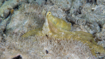 Long arm octopus crawls around dive site on night dive - Macrotritopus defilippi