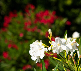 Nice oleanders in the garden in summer