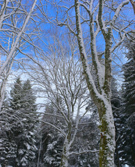 forest, snowy winter landscape in Auvergne, Puy-de-Dome