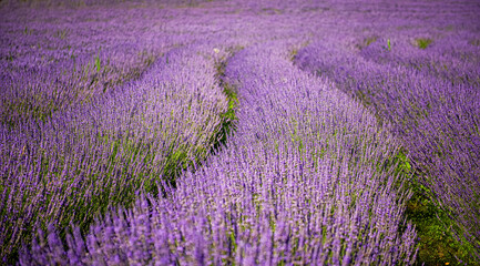 Fototapeta na wymiar Nice lavender field in Hungary