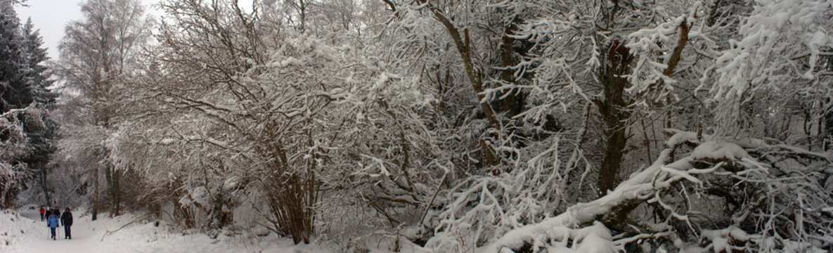 panoramic view in the forest, winter under the snow, in Auvergne, Puy-de-Dome