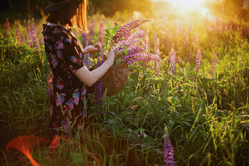 Beautiful woman gathering lupine in wicker basket in sunny field. Tranquil atmospheric moment