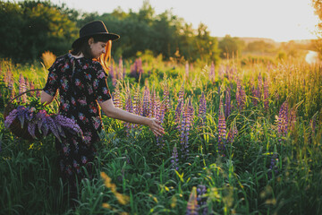 Fototapeta na wymiar Beautiful woman gathering lupine in wicker basket in sunny field. Tranquil atmospheric moment