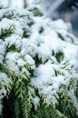 Snow on a green bush of a beautiful thuja