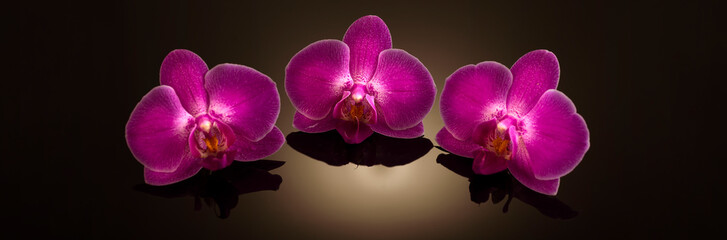 Three beautiful pink orchid flowers on a black background with place, banner, studio photo
