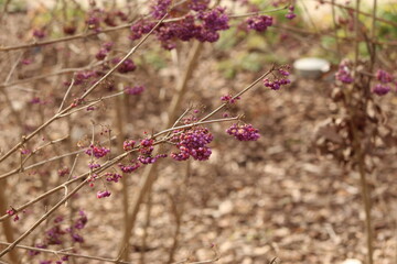 flowers in the forest