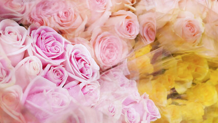 Bunch of fresh rose flowers in plastic packages for sell in flower market, pink and yellow roses soft background.