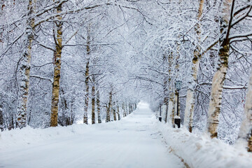 Winter, a road in a snow-covered park