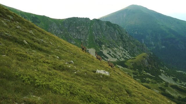 Steinb&ouml;cke - Wanderung in &Ouml;sterreich