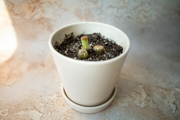lithops plants shed in winter in a flower pot