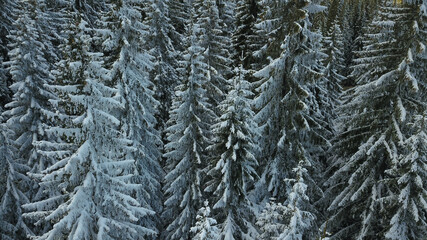 Aerial drone panorama of a snowed spruce forest and a clear blue sky. Winter has arrived in the wild spruce forests of Latorita Mountains. Carpathia, Romania.