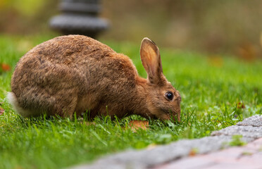 Brown rabbit eating grass on a green lawn in the park.
