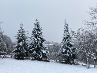 Verschneite Tannenbäume im Winter 