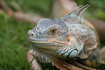 Close up portrait of common iguana