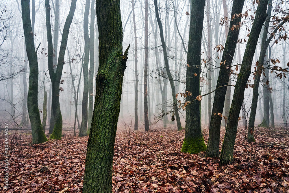 Wall mural trunks of deciduous trees in a misty forest during autumn