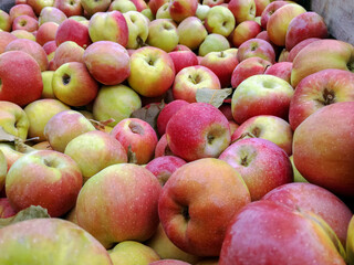 Bulk Apples in Bin. Ripe sweet red apples. Fresh organic apples from side for sale. Close-up. Selective focus. Full frame.