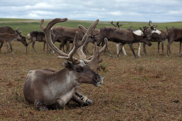 Caught reindeer in its natural habitat in the arctic tundra. Artistic blurred background