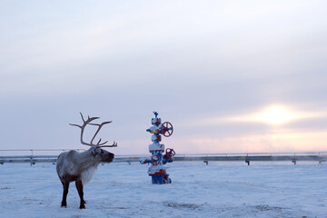 A beautiful deer living beyond the Arctic Circle. Search for food under the snow. Ecology and gas industry © Alexandr