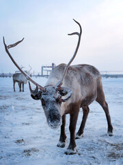 A beautiful deer living beyond the Arctic Circle. Search for food under the snow. Ecology and gas industry