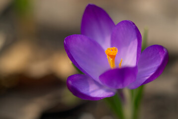 Violet crocus flower head in the natural environment. Soft fucus macro background.