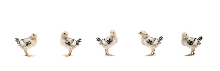 The isolated little baby HAMBURG Chick team in the row, standing on white cloth background. They are recognised in Germany and Holland.